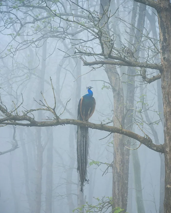 In the natural environment - Peacock, Forest, Fog