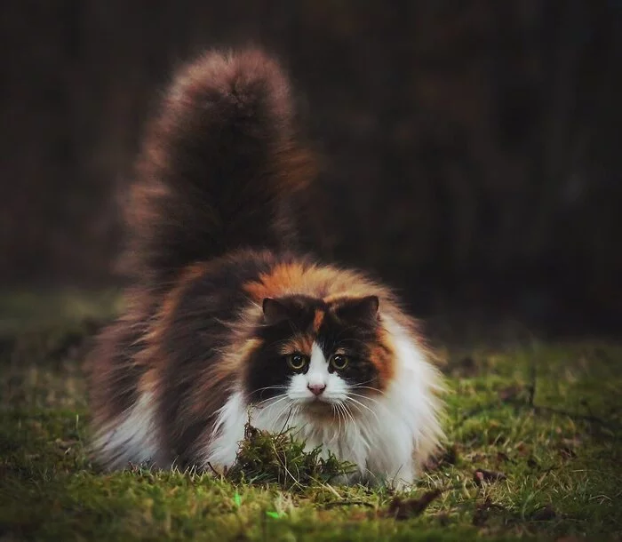 The bone is fluffy - cat, Norwegian Forest Cat, Fluffy, Tricolor cat