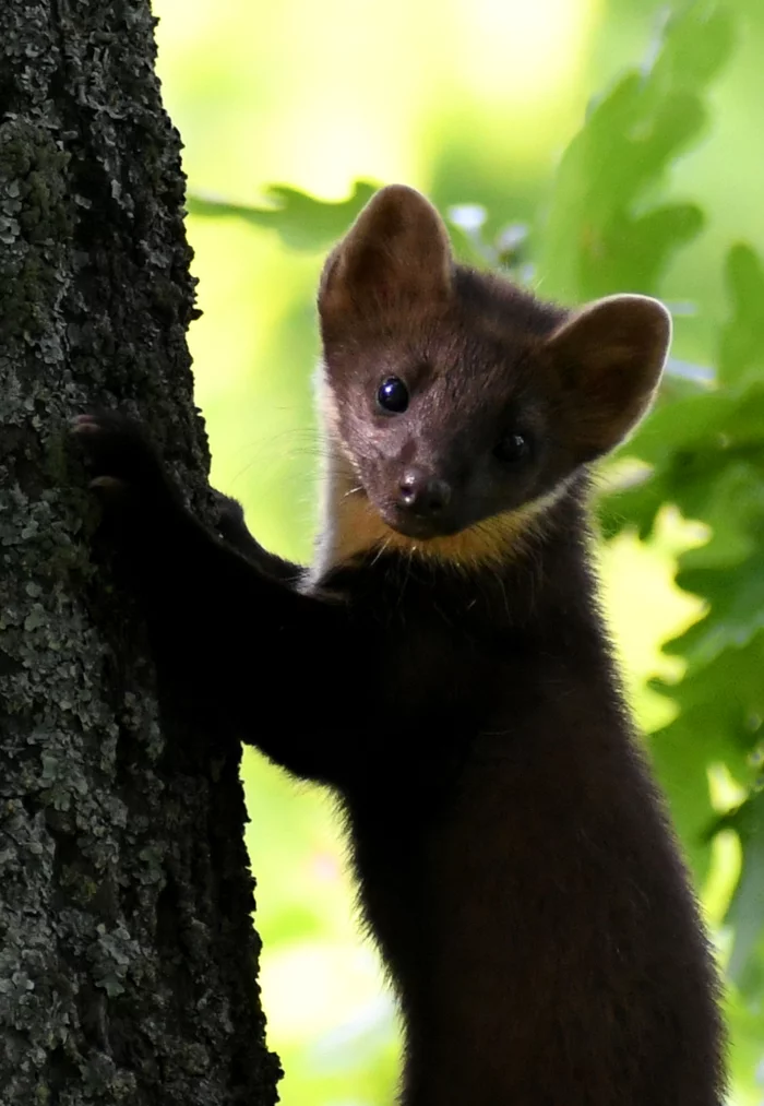 Meeting the Forest Marten - My, Marten, wildlife, Video, Youtube, Longpost, Cunyi, Predatory animals, Wild animals