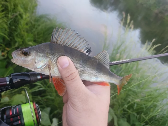 Day of the fisherman and drokun - Fishing, Spinning, Heat, Perch, Summer, Mat, Longpost