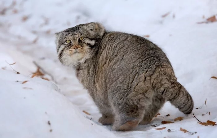 - You come in, if anything... - Pallas' cat, Pet the cat, The photo, Cat family, Predatory animals, Wild animals, Small cats, Once upon a time there was a dog, You come in if that