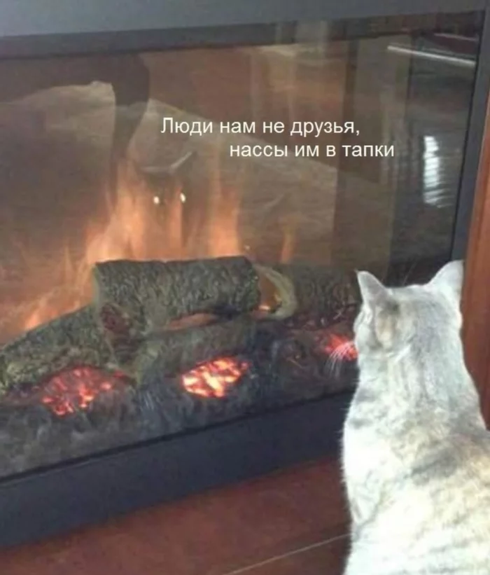 Reflection - Fireplace, cat, Picture with text, Reflection