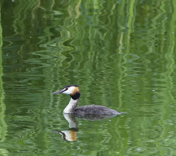 Summer will end soon - My, Photo hunting, The nature of Russia, Nature, Ornithology, Birds, beauty of nature, Lake, Pond, Chomga, Summer, The photo, Longpost