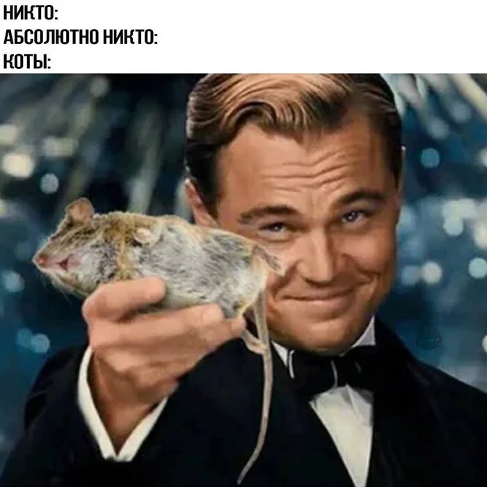 Nah, host, sharpen - Picture with text, Leonardo DiCaprio, cat, Mouse
