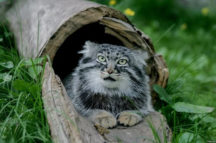 Response to the post Sit on a stump, eat a pie :) - Pallas' cat, Pet the cat, Cat family, Small cats, Wild animals, Predatory animals, The photo, Reply to post