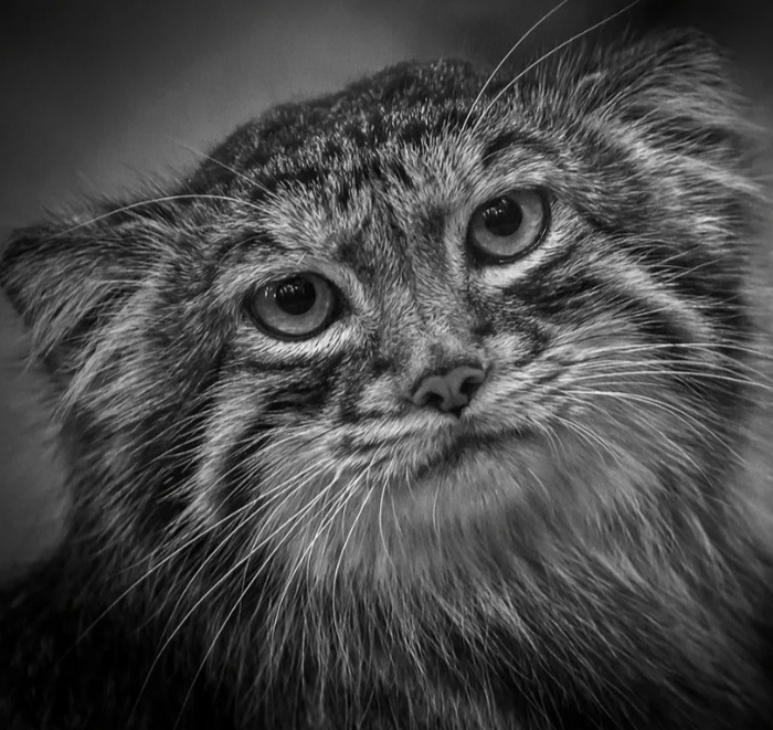 ����� ���� ���������