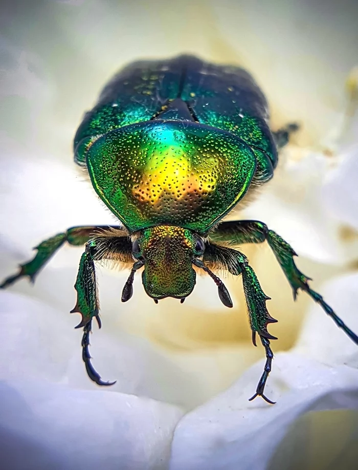 This beetle is actually black, don't believe me? - My, Жуки, Bronzovka, Insects, Nature, Interesting, Informative, Longpost