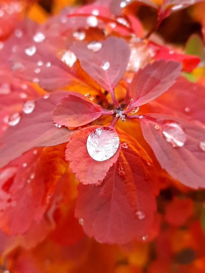 Red - My, The photo, Mobile photography, Beginning photographer, beauty of nature, Color, Drops, Plants, Longpost