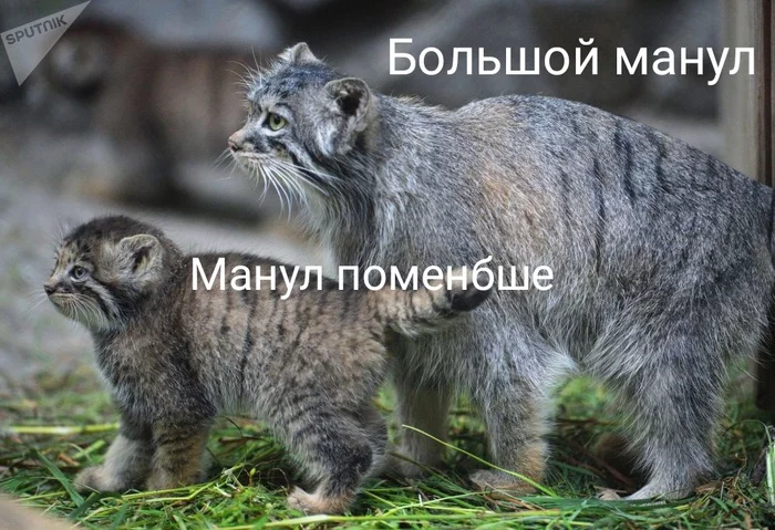 TTP - Three Types of Manuls - Pallas' cat, Pet the cat, The photo, Cat family, Predatory animals, Wild animals, Small cats, Big, Average, Small, Picture with text