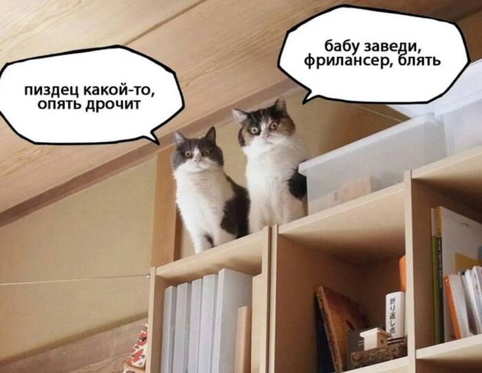 Котики плохого не скажут