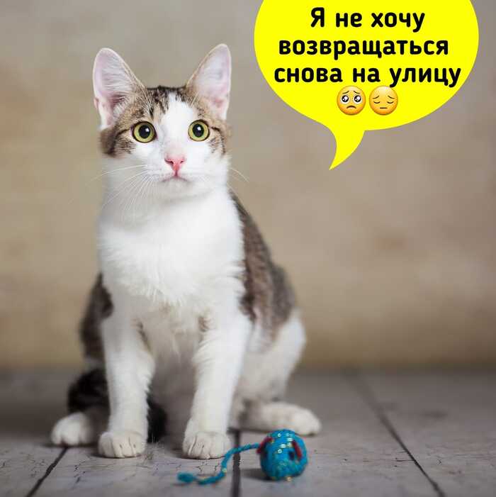 Urgently need a house or a ponchitos house - Longpost, No rating, Fluffy, In good hands, Moscow, Moscow region, cat