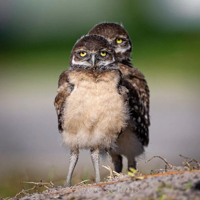 When you're arguing with someone and they come back with reinforcements. - Owl, Chick, Predator birds, Birds, Wild animals, wildlife, North America, The photo, Animals