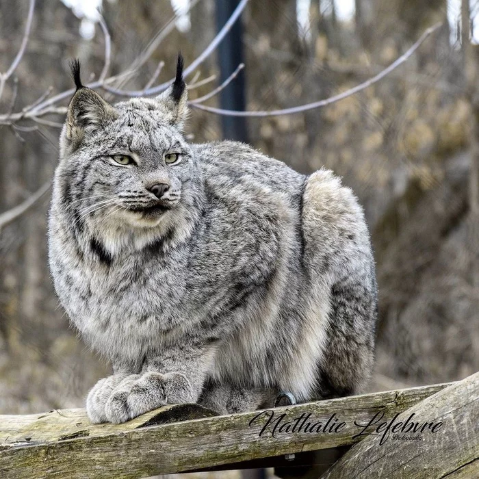 Canadian lynx - Canadian lynx, Lynx, Small cats, Cat family, Predatory animals, Wild animals, Zoo, The photo, Animals