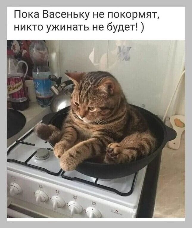 Feed Vasenka - cat, Food, Picture with text