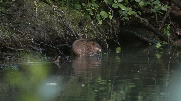 Even a settler from North America feels comfortable in St. Petersburg - My, Muskrat, Rat, Saint Petersburg, The nature of Russia, Each creature has a pair, Pavel Glazkov, Video, Video VK, Longpost