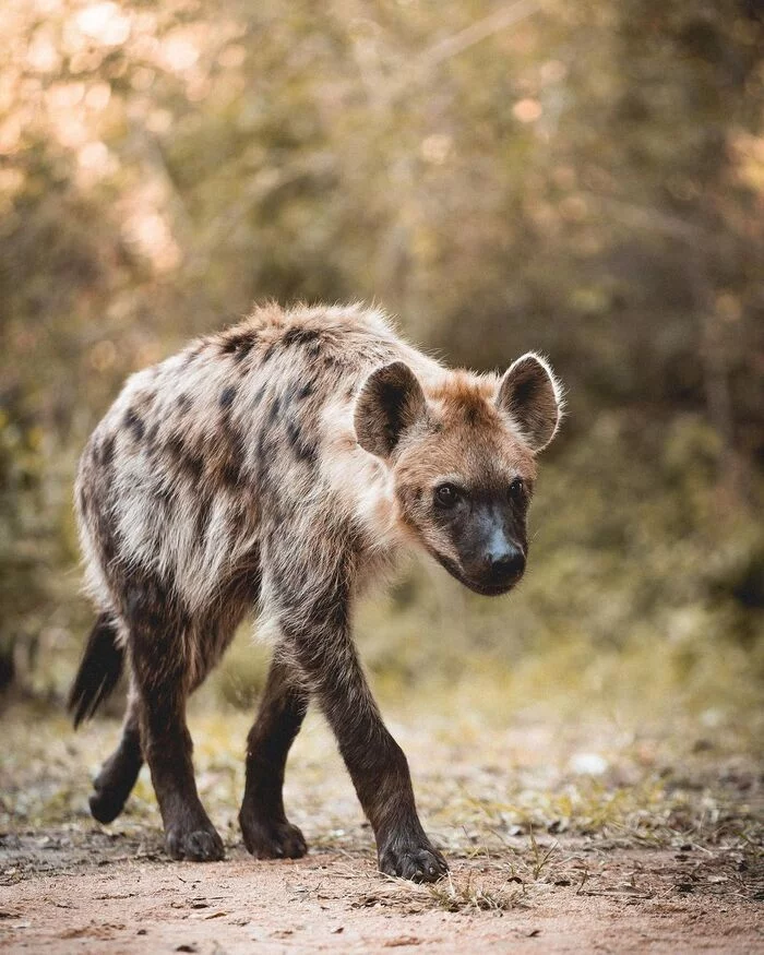 Cute hyena looking for affectionate hands - Hyena, Spotted Hyena, Predatory animals, Wild animals, wildlife, Kruger National Park, South Africa, The photo, Animals, Eukaryotes, Chordates, Mammals