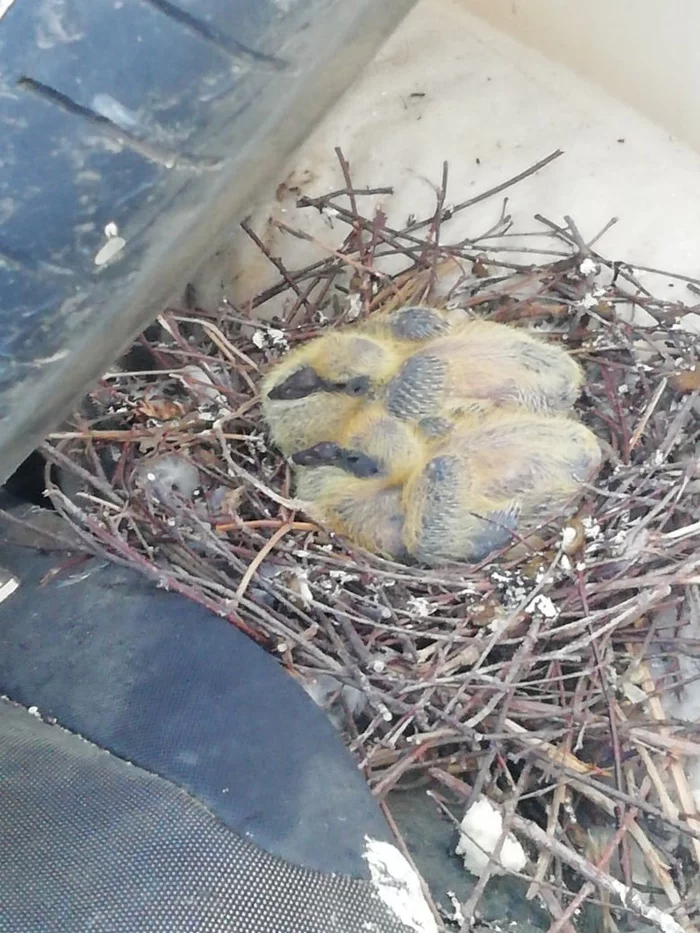 Who wanted to see the pigeon chicks - Pigeon, Chicks of pigeons, Nest, Longpost