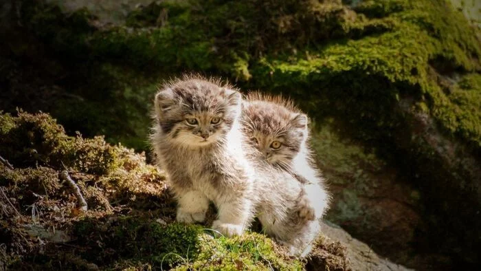 Petting little manuls - Pallas' cat, Pet the cat, Small cats, Paws, Cat family, Predatory animals, Wild animals, Young, Fluffy