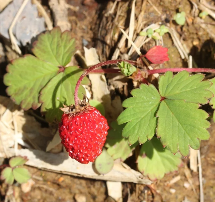 Strawberries and strawberries, what is what and in general - Strawberry (plant), Strawberry, White strawberries, Berries, Fruit, Plants, Longpost