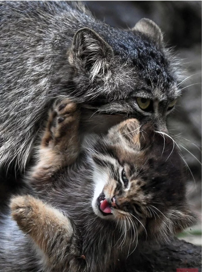 Reply to the post On the potty and in the cradle - Pallas' cat, Pet the cat, Cat family, Small cats, Predatory animals, Wild animals, The photo, Reply to post, Young
