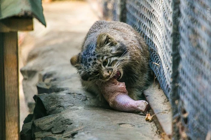 Manula can be stroked twice. - Pallas' cat, Count, Pet the cat, Cat family, Wild animals, Small cats, Zoo, Feeding, The photo