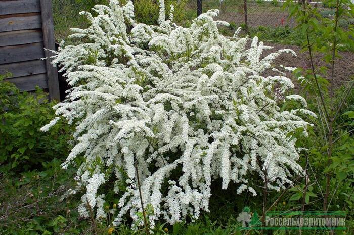 ��� ���� �������?