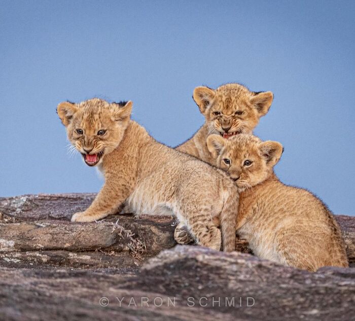 Маленькие, но грозные