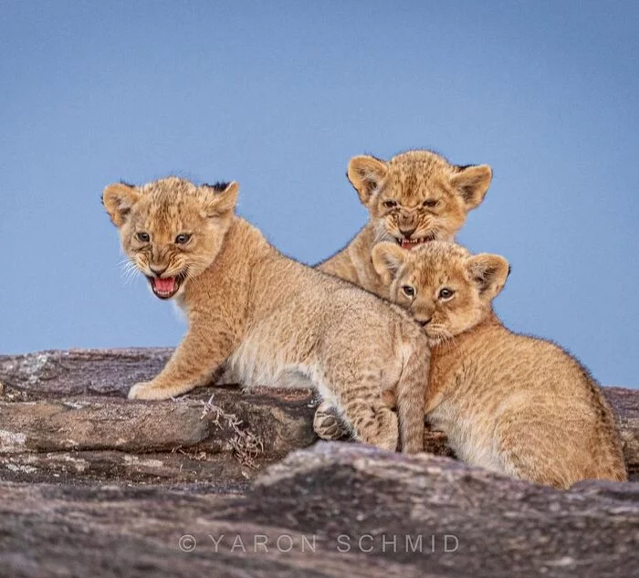 Small but formidable - Young, Lion cubs, a lion, Rare view, Big cats, Cat family, Predatory animals, Wild animals, wildlife, Reserves and sanctuaries, Masai Mara, Africa, The photo