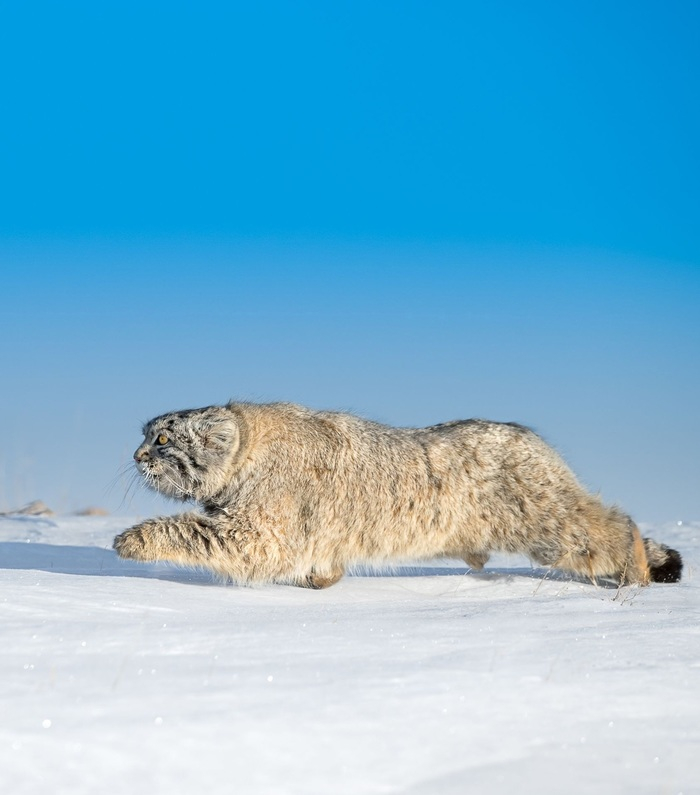 Movement is life - Predatory animals, Cat family, Small cats, Pet the cat, Pallas' cat