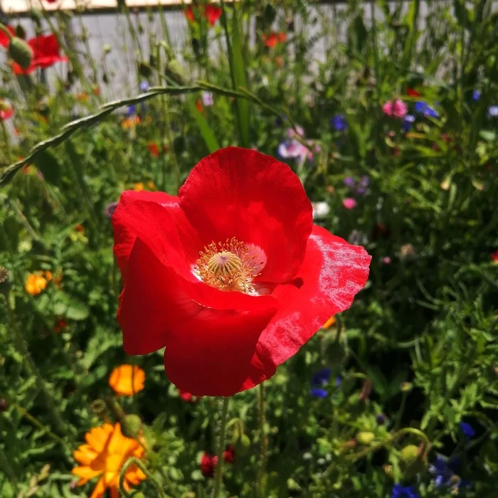 Poppy - Poppy, Flowers, Mobile photography, Longpost