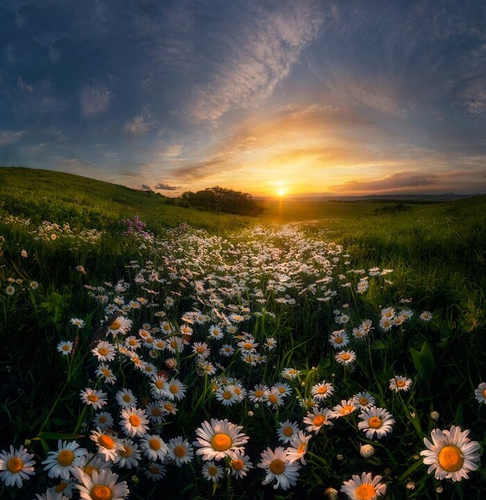 Ромашковое лето