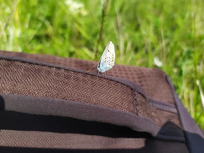 Through the horde of horseflies... - My, Summer, Butterfly, Field, Archeology, Intelligence service