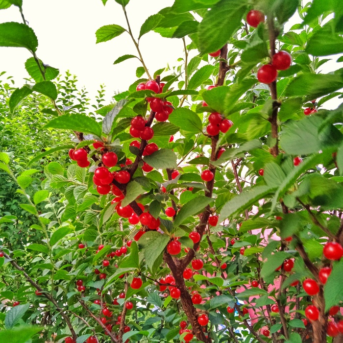 Урожай войлочной вишни в 15 км от МКАД