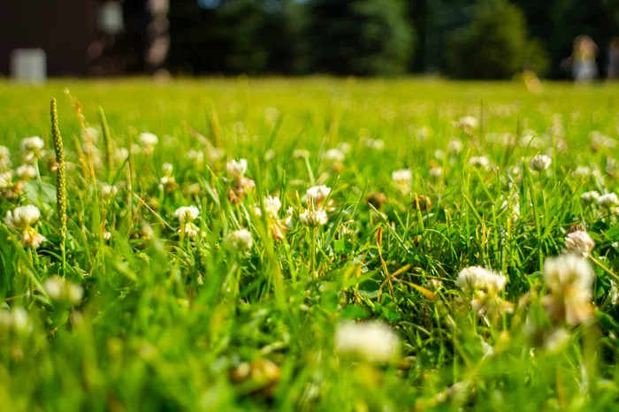 Greens - My, The photo, Summer, Greenery, Longpost