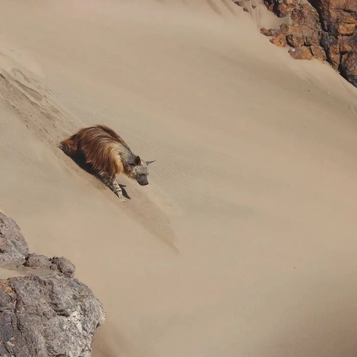 Hyena crossing the Karoo - Hyena, Brown hyena, Predatory animals, Mammals, Animals, Wild animals, wildlife, Namibia, South Africa, The photo, Dunes, Sand