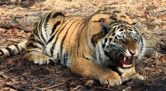 They decided to sell the skin of the Amur tiger... - Amur tiger, Killing an animal, Poachers, Criminal case, Primorsky Krai, Skin, Red-handed, Consequence, investigative committee, Red Book, Rare view, Big cats, Cat family, Predatory animals, Wild animals, Tiger, Negative