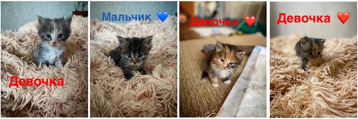 Super beautiful kittens urgently looking for a home - Moscow region, In good hands, cat, No rating, Подмосковье, Kaluga region, Maloyaroslavets, Helping animals, Kittens, The strength of the Peekaboo, Longpost