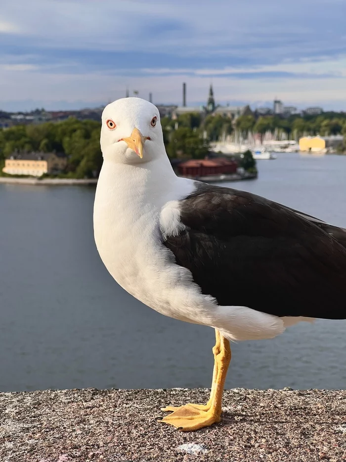 Removed the camera! - My, The photo, Seagulls, Stockholm, Birds