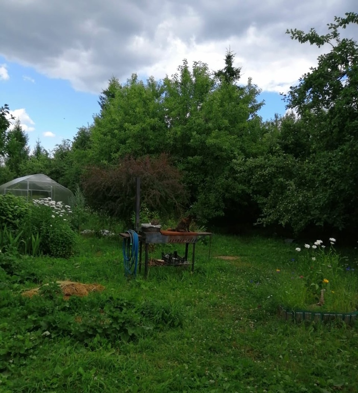 Мастерство камуфляжа или найди кота