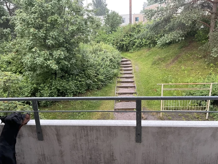 See the rabbit? - My, Hare, Dog, Balcony, View, Finland