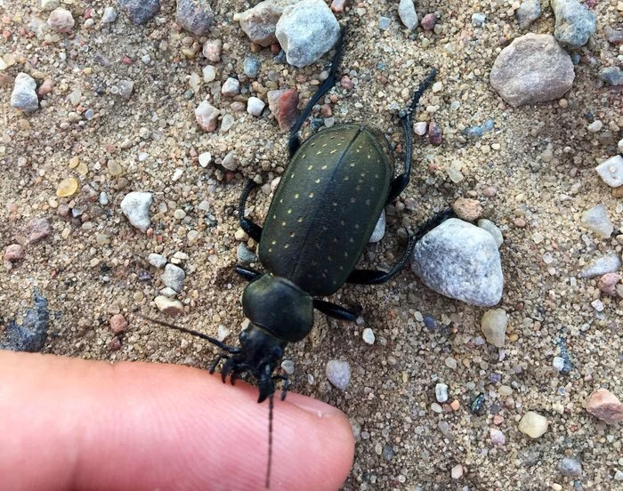 Bite from the ground beetle - Жуки, Carabus, Stroking, Insects, Mood