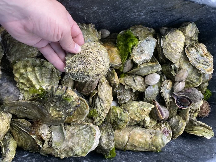 Sakhalin: oysters right under your feet - Oysters, Seafood, Sakhalin, Lake, Travel across Russia, Vertical video, Video