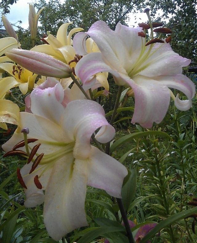 Lilies GIANTS - Lily, Pretty woman, Flowers, Longpost