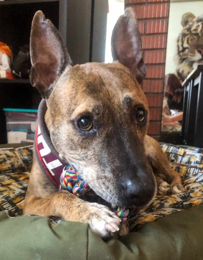 ��� ����� �������