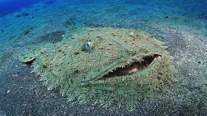 shark cute - Sea, Ocean, Milota, Anglerfish