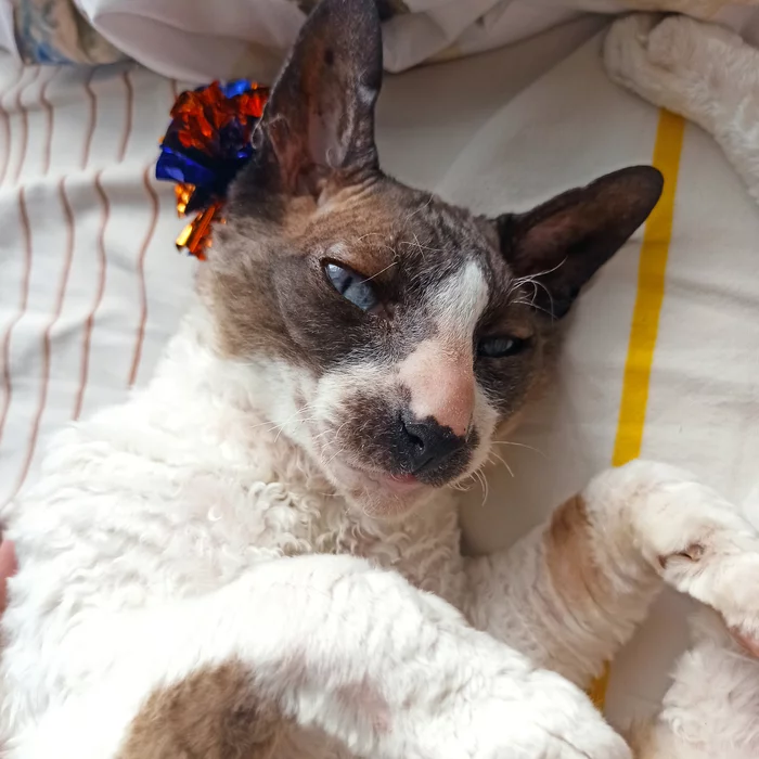 Reply to the post Found a cat in the train in Snegiry - My, Helping animals, cat, Animal Rescue, Found a cat, Lost, Cornish Rex, Reply to post, Longpost