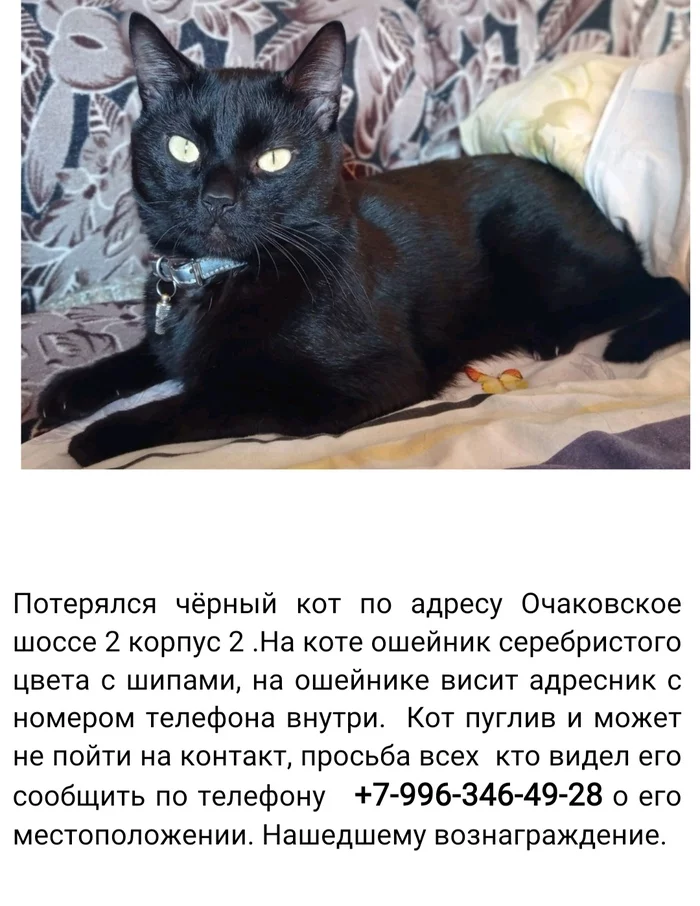 Lost. Moscow - No rating, cat, Lost, Black cat, Ochakovo-Matveyevskoye, Lost cat, Moscow