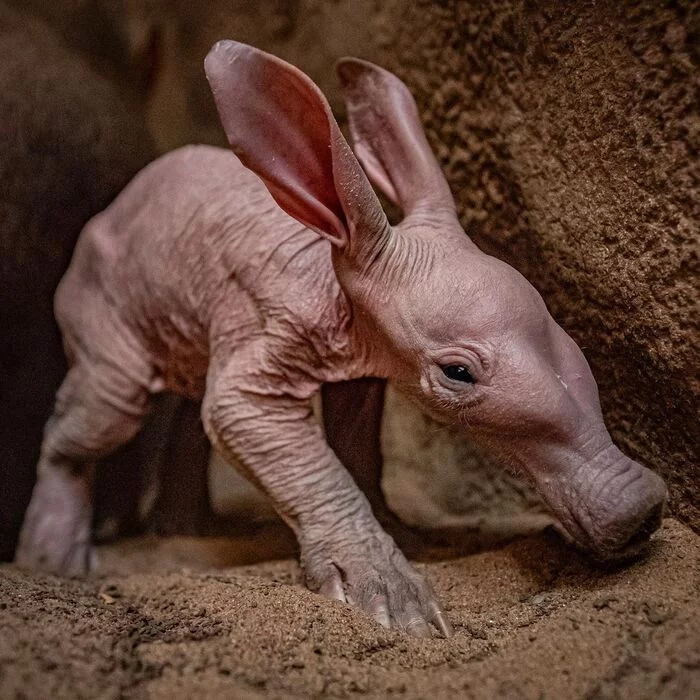 aardvark cub - Aardvark, Mammals, Animals, Wild animals, Zoo, The photo, Young, Dream, Longpost