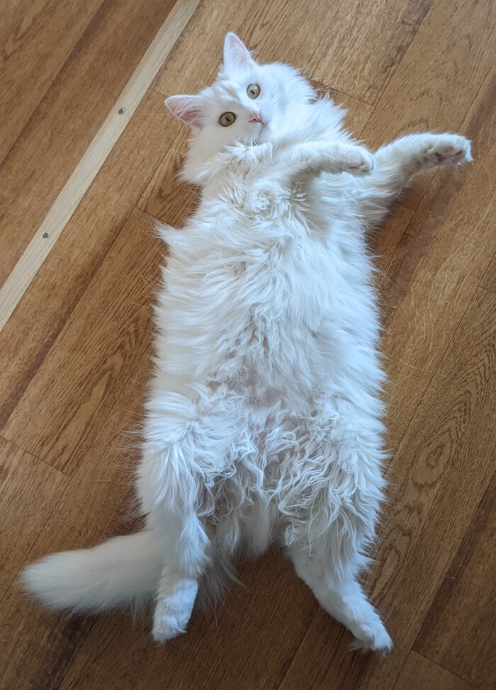 "���� ������" � ���������