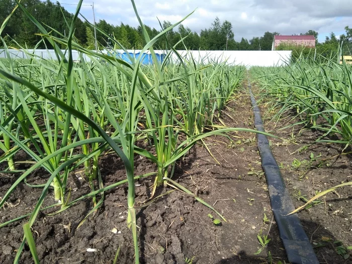 Mechanized watering of 10 acres of spring garlic in 90 minutes - My, Watering, Irrigation system, Sprinkler, Garlic, Spring, Garden, Farmer, Gardening, Garden, Mechanization, Mechanism, Seeds, Spray, Video, Longpost